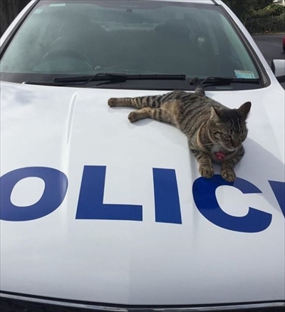 ニュージーランド警察猫