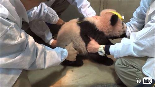 上野動物園ジャイアントパンダ