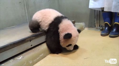 上野動物園ジャイアントパンダ