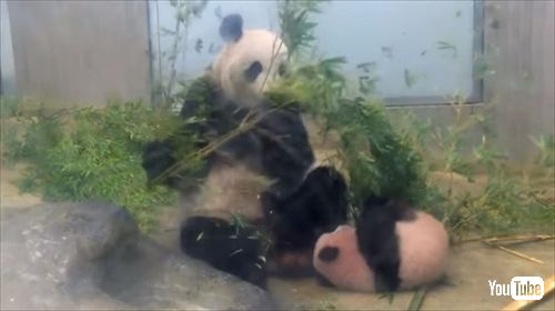上野動物園ジャイアントパンダ