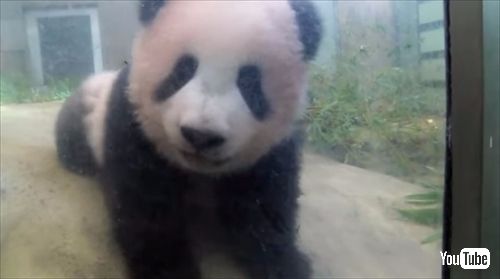 上野動物園ジャイアントパンダ