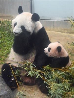 上野動物園ジャイアントパンダ