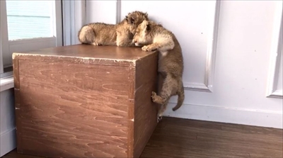 アフリカンサファリ