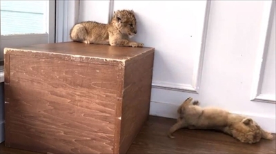 アフリカンサファリ