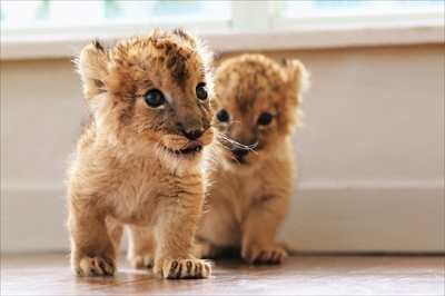 アフリカンサファリ