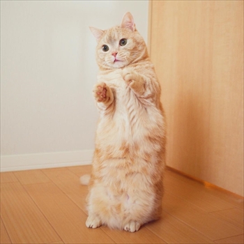 フェリシモ猫部・ぷーちゃんポーチ