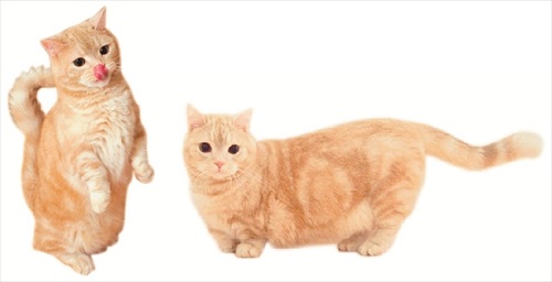 フェリシモ猫部・ぷーちゃんポーチ