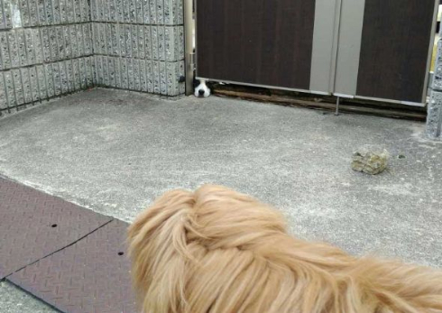 犬 おむすび 見える 擬態