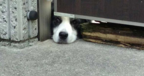 犬 おむすび 見える 擬態