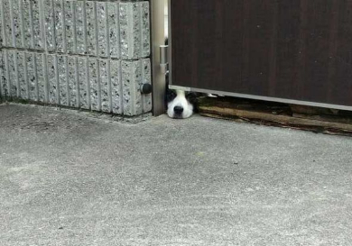 犬 おむすび 見える 擬態