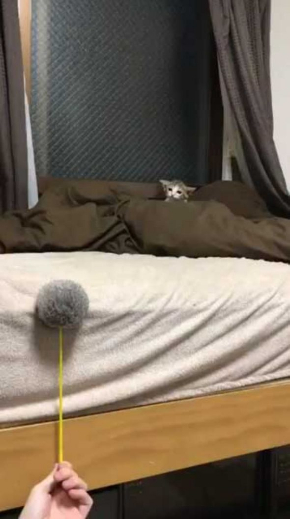 連動 子猫 猫じゃらし 狙う