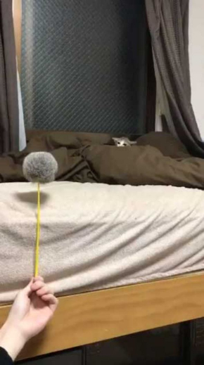 連動 子猫 猫じゃらし 狙う