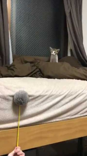 連動 子猫 猫じゃらし 狙う