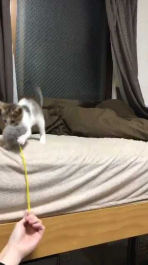 連動 子猫 猫じゃらし 狙う