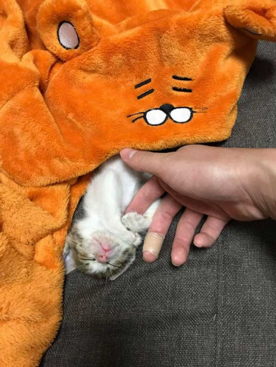 連動 子猫 猫じゃらし 狙う