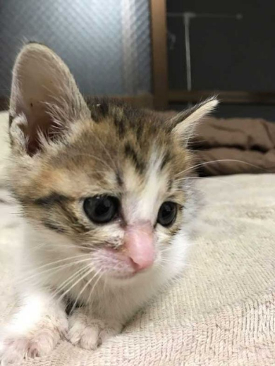 連動 子猫 猫じゃらし 狙う