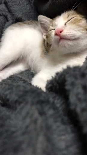 連動 子猫 猫じゃらし 狙う