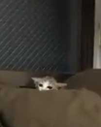 連動 子猫 猫じゃらし 狙う