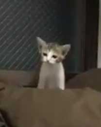 連動 子猫 猫じゃらし 狙う