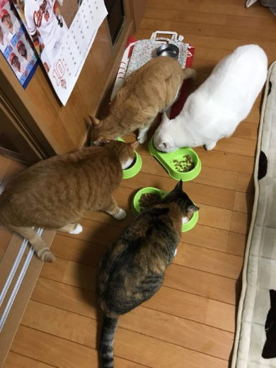 逆転ネコ