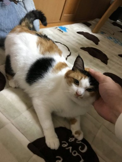 逆転ネコ