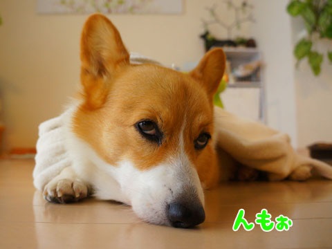 てるてる坊主