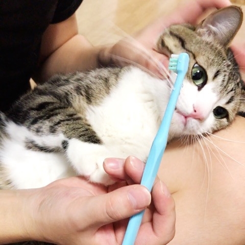 猫のすずめちゃん