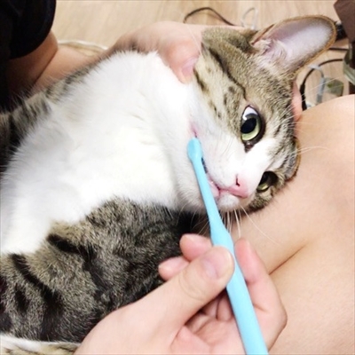 猫のすずめちゃん
