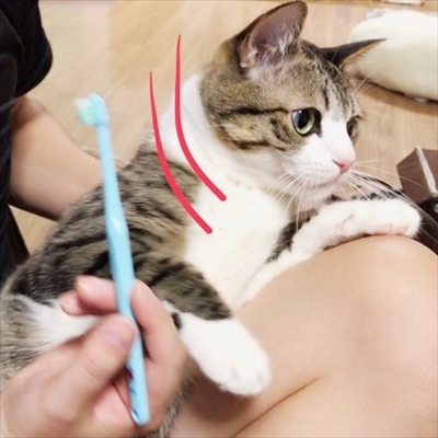 猫のすずめちゃん