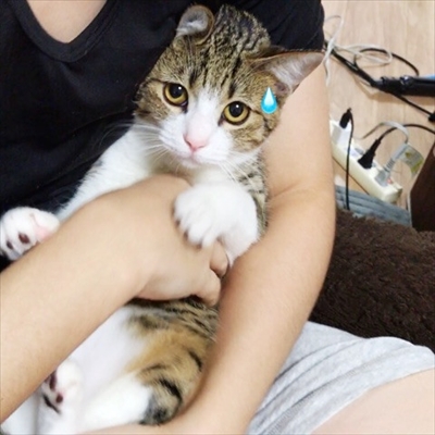 猫のすずめちゃん