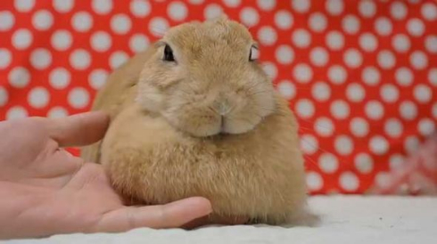 うさぎ たぷんたぷん お胸 まふまふ