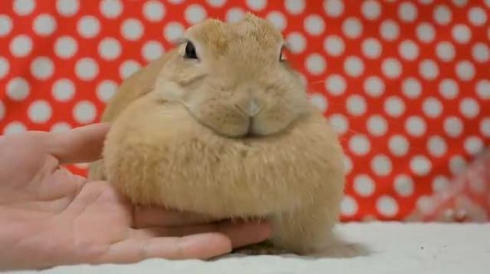 うさぎ たぷんたぷん お胸 まふまふ