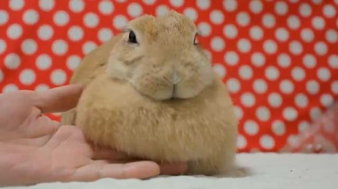 うさぎ たぷんたぷん お胸 まふまふ