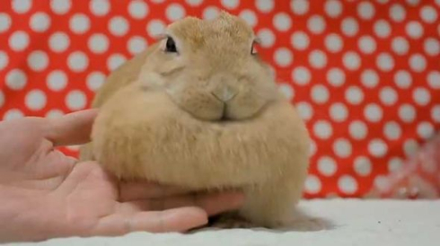 うさぎ たぷんたぷん お胸 まふまふ