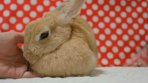 うさぎ たぷんたぷん お胸 まふまふ