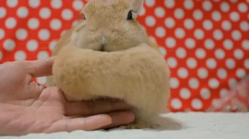 うさぎ たぷんたぷん お胸 まふまふ