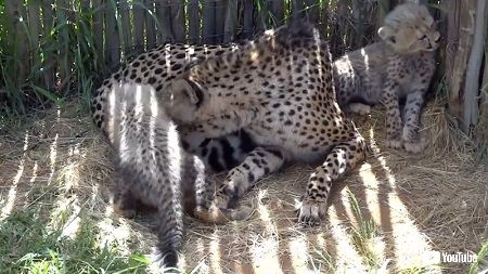 チーター親子