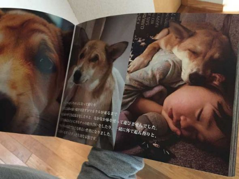 保護犬のわんこ プロジェクト 保護犬写真集 クラウドファンディング