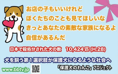 保護犬のわんこ プロジェクト 保護犬写真集 クラウドファンディング
