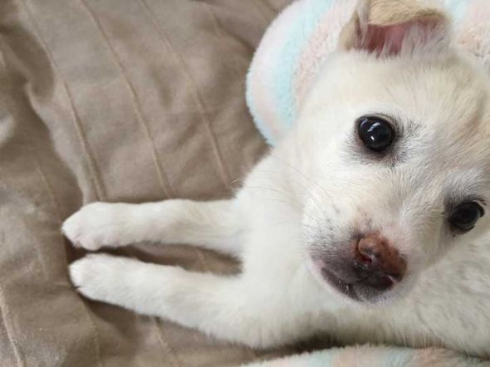 保護犬のわんこ プロジェクト 保護犬写真集 クラウドファンディング