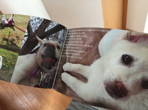 保護犬のわんこ プロジェクト 保護犬写真集 クラウドファンディング