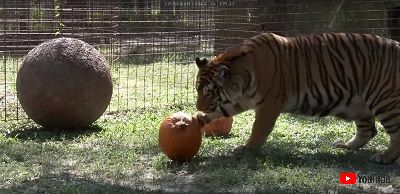 トラとカボチャ