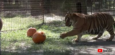 トラとカボチャ