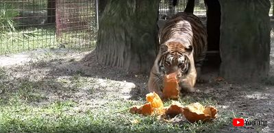 トラとカボチャ