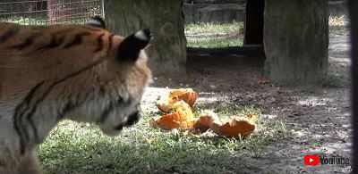 トラとカボチャ