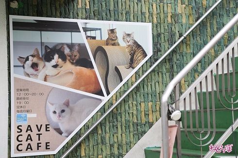 保護猫カフェ