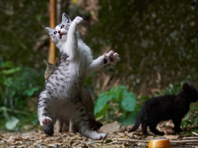 のら猫拳キッズ