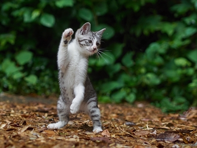 のら猫拳キッズ