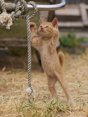 のら猫拳キッズ