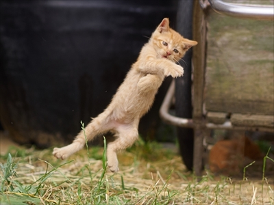 のら猫拳キッズ